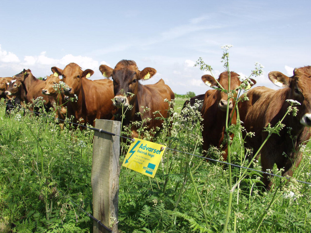 Super Wire 2,0 mm – 25 kg / 1000 meter – High Tensile