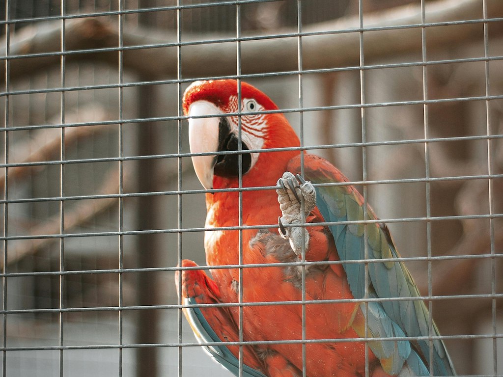 Volierenet - højde 100 cm. i forskellige maskestørrelser og trådtykkelser