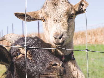 Dyrehegn – X-net - højde 90 og 120 cm.