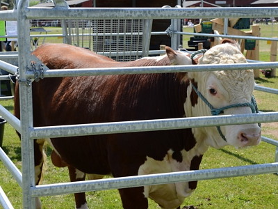 10 stk. paneler til fangefold 300x170 cm