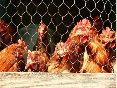 Hønsenet - i forskellige højder, maskestørrelser og tykkelser