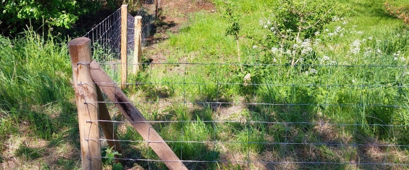 Nethegn – guide til valg og opsætning. Køb alt i nethegn på www.pithegnshop.dk